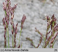 Poa laxa (wiechlina wiotka)