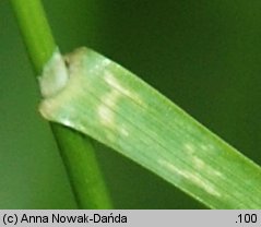 Poa palustris (wiechlina błotna)