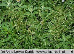 Poa palustris (wiechlina błotna)