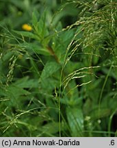 Poa palustris (wiechlina błotna)