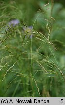 Poa palustris (wiechlina błotna)