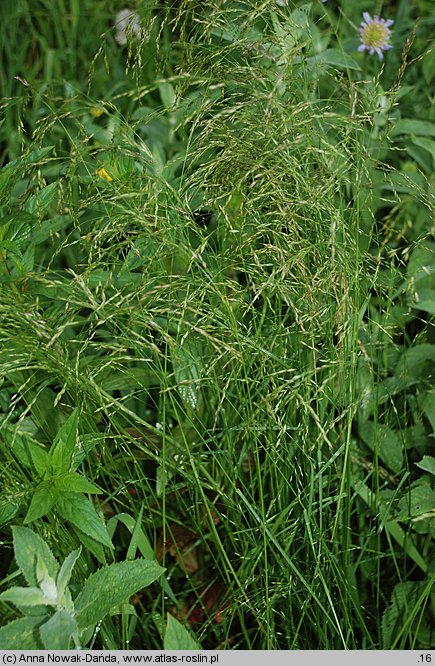 Poa palustris (wiechlina błotna)