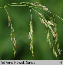 Poa palustris (wiechlina błotna)