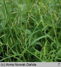 Poa palustris (wiechlina błotna)