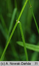 Poa palustris (wiechlina błotna)