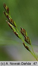 Poa palustris (wiechlina błotna)