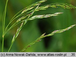 Poa palustris (wiechlina błotna)