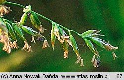 Poa pratensis (wiechlina łąkowa)