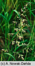 Poa pratensis (wiechlina łąkowa)