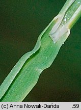 Poa pratensis (wiechlina łąkowa)