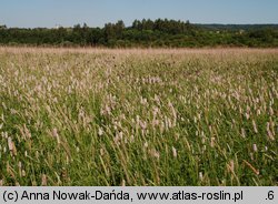 Polygonum bistorta (rdest wężownik)