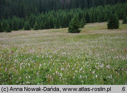 Polygonum bistorta (rdest wężownik)