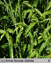 Polygonum hydropiper (rdest ostrogorzki)