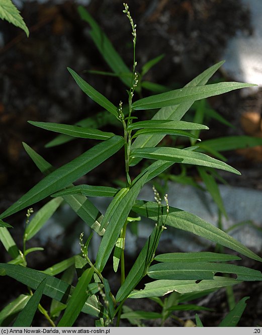 Polygonum minus (rdest mniejszy)