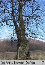 Populus nigra (topola czarna)