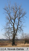 Populus nigra (topola czarna)