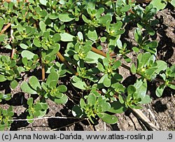 Portulaca oleracea (portulaka pospolita)