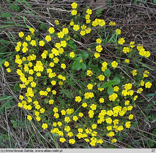 Potentilla heptaphylla