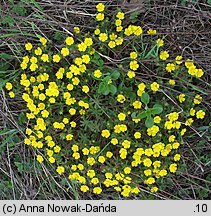 Potentilla heptaphylla