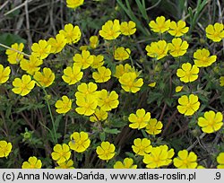 Potentilla heptaphylla