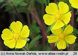 Potentilla heptaphylla