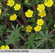 Potentilla heptaphylla