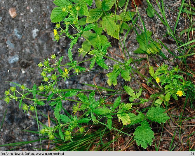 Potentilla norvegica (pięciornik norweski)