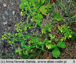 Potentilla norvegica (pięciornik norweski)