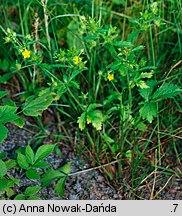 Potentilla norvegica (pięciornik norweski)