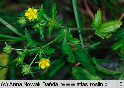 Potentilla norvegica (pięciornik norweski)