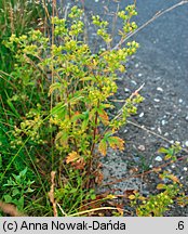 Potentilla norvegica (pięciornik norweski)