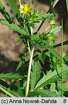 Potentilla norvegica