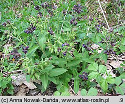 Pulmonaria mollis (miodunka miękkowłosa)