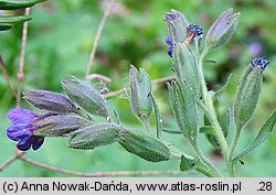 Pulmonaria mollis (miodunka miękkowłosa)