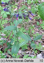 Pulmonaria mollis (miodunka miękkowłosa)