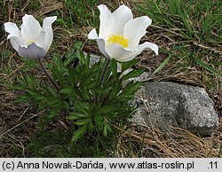 Pulsatilla alba