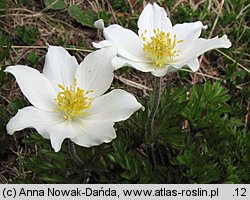 Pulsatilla alba