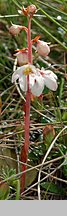 Pyrola carpatica (gruszyczka karpacka)