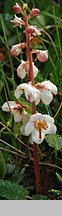 Pyrola carpatica (gruszyczka karpacka)