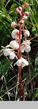 Pyrola carpatica (gruszyczka karpacka)