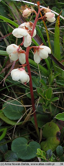 Pyrola carpatica (gruszyczka karpacka)