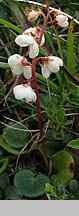 Pyrola carpatica (gruszyczka karpacka)