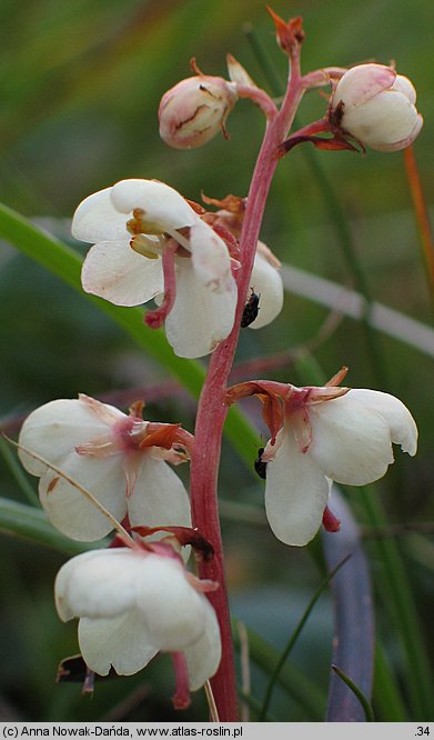 Pyrola carpatica (gruszyczka karpacka)