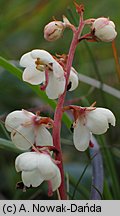 Pyrola carpatica (gruszyczka karpacka)