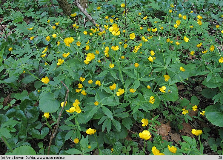 Ranunculus cassubicus (jaskier kaszubski)