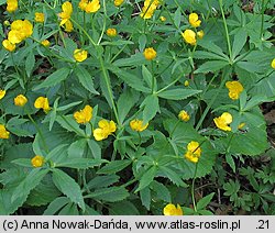 Ranunculus cassubicus (jaskier kaszubski)