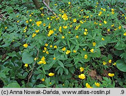 Ranunculus cassubicus (jaskier kaszubski)