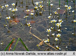 Ranunculus circinatus (jaskier krążkolistny)