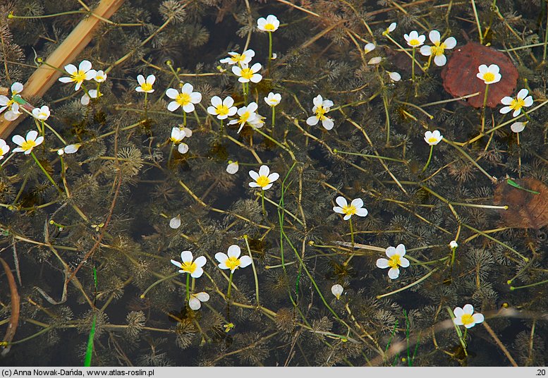 Ranunculus circinatus (jaskier krążkolistny)