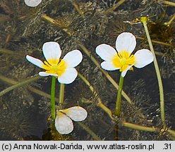 Ranunculus circinatus (jaskier krążkolistny)